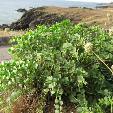 Дом отдыха Casa Delle Palme Устика